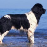 Landseer