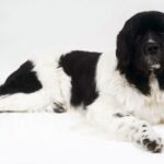 Landseer