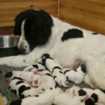 Landseer
