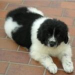 Landseer