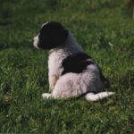Landseer