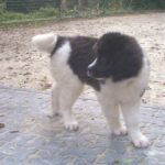 Landseer