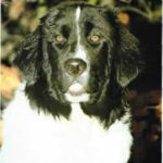Landseer