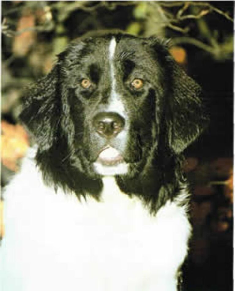 Landseer