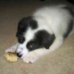 Landseer