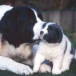 Landseer