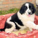 Landseer