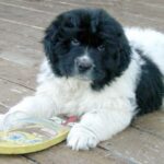 Landseer