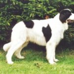Landseer