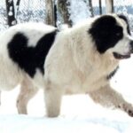Landseer
