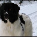 Landseer