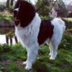 Landseer