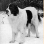 Landseer