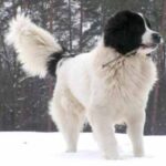 Landseer
