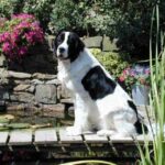 Landseer