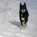 Lapsk Vallhund