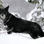 Lapsk Vallhund