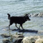Lapsk Vallhund