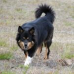 Lapsk Vallhund