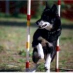 Lapsk Vallhund