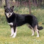Lapsk Vallhund