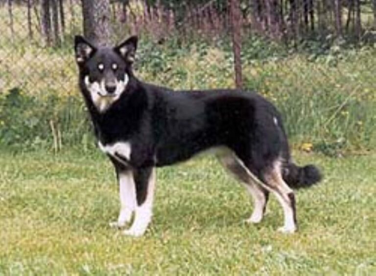 Lapsk Vallhund