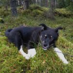 Lapsk Vallhund