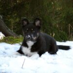 Lapsk Vallhund