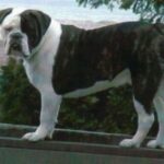 Larson Lakeview Bulldogge