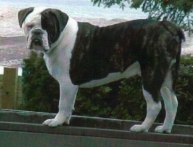 Larson Lakeview Bulldogge