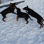 Latvisk hund
