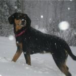 Latvisk hund