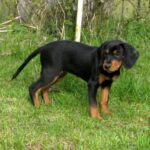 Latvisk hund
