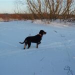 Latvisk hund