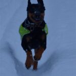 Latvisk hund