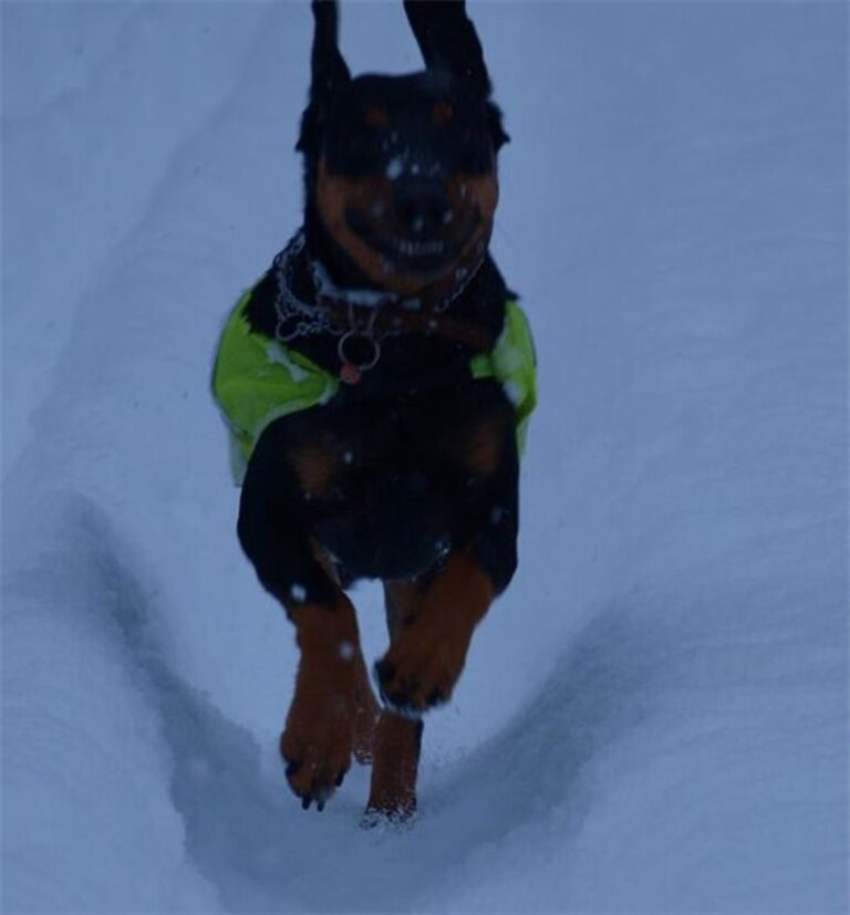 Latvisk hund