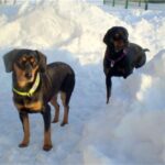 Latvisk hund