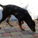 Latvisk hund