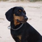 Latvisk hund