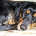 Latvisk hund