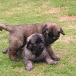 Leonberger