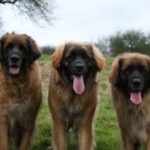 Leonberger
