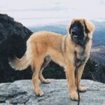Leonberger