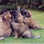 Leonberger