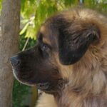 Leonberger