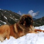 Leonberger