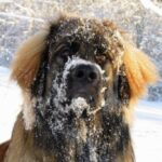 Leonberger