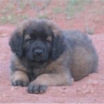 Leonberger 8 uker gammel