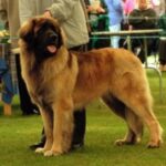 Leonberger