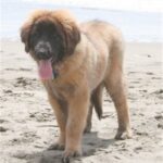 Leonberger 3 måneder